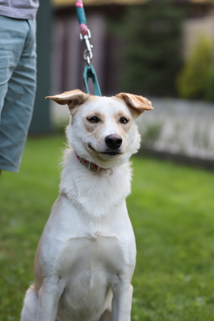 Найдена собака, девочка. Ищем хозяина В добрые руки, Длиннопост, Собака, Найдена собака, Киевская область, Без рейтинга