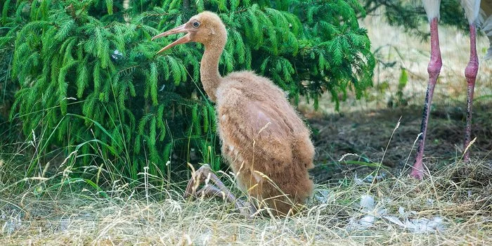 Siberian Cranes hatched in the Moscow Zoo - My, Zoo, TASS, news, Birds, Sterkhi, Moscow Zoo, Longpost