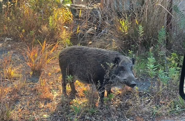 In the area of ??the Japanese nuclear power plant FUKUSHIMA found hybrids of a wild boar and a domesticated pig - Boar, Wild animals, Hybrid, Radiation, Japan, Fukushima, Catastrophe