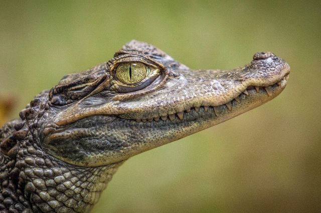 In Novorossiysk, a crocodile was seized from a beach photographer - Wild animals, Crocodile, Reptiles, Beach, Photographer, Arguments and Facts, Withdrawal, Protocol, , Novorossiysk, Police, No casualties, Crocodiles