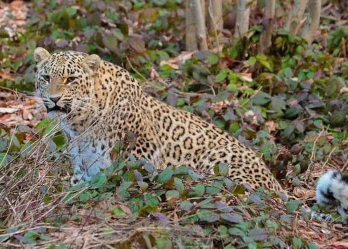In the forests near Sochi, scientists went on an expedition for leopards - Leopard, Big cats, Cat family, Predator, Wild animals, Rare view, Phototrap, Проверка, , Expedition, North Caucasus, Animals