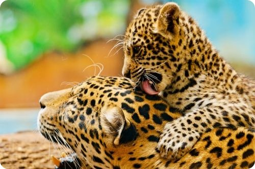 Jaguar kitten cuddling up to his mother - Jaguar, Kittens, Hugs, Lick, Milota, Big cats, Cat family, The photo, , From the network, Animals