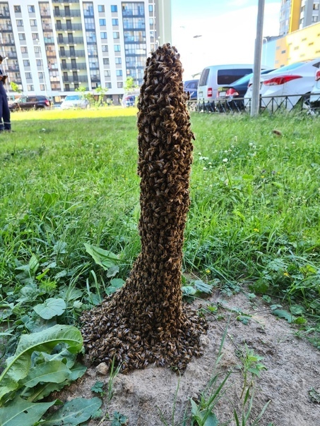 Bee Lakhta Center - Bees, Roy, Saint Petersburg, From the network, Unusual, Longpost