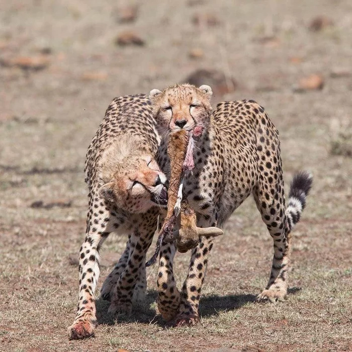 Share - The photo, Cheetah, Small cats, Mining, Africa, Gazelle, Cat family, Predator, , Wild animals