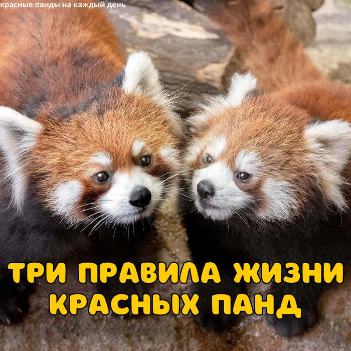 Three main rules - Red panda, Panda, Animals, Longpost