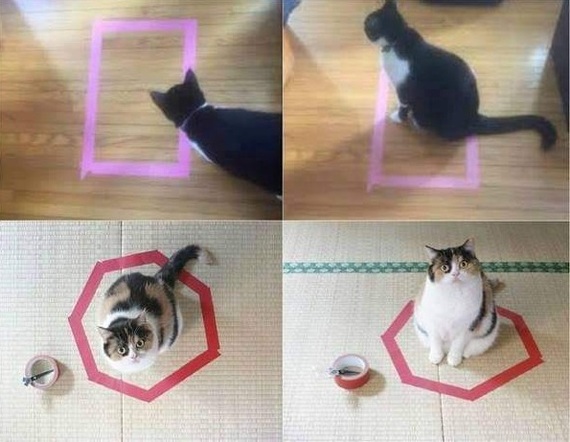 This doesn't just work with boxes. - cat, Frame, The photo