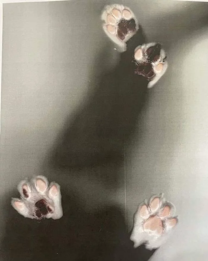 scanned cat - cat, Scanner