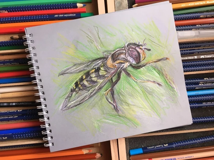 watercolor pencils - My, Муха, Summer, Greenery, Drawing, Colour pencils, Flight, Height, Sketch, , Sketchbook, Longpost