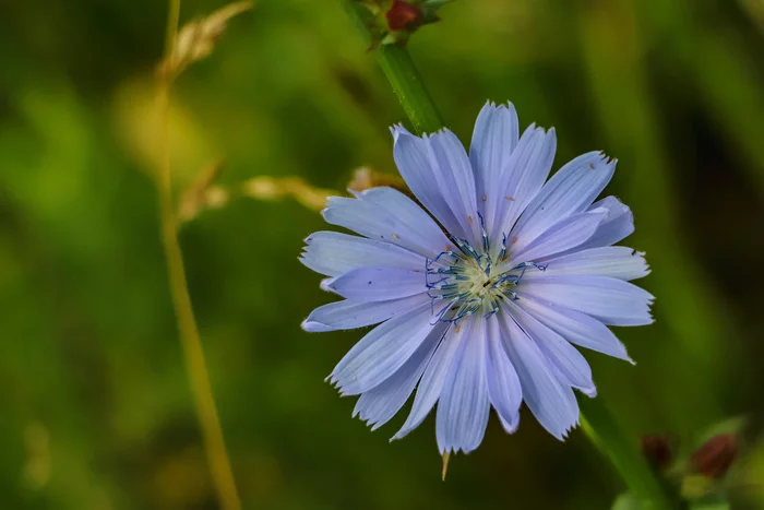 Summer paints - My, The photo, Summer, Nature, Flowers, Canon 800D, Longpost