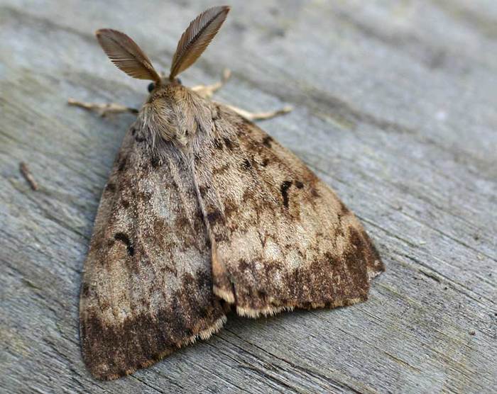 Gypsy moth attacked Omsk forests - Silkworm, Omsk, Nature, State of emergency, Ecology, Video, Longpost