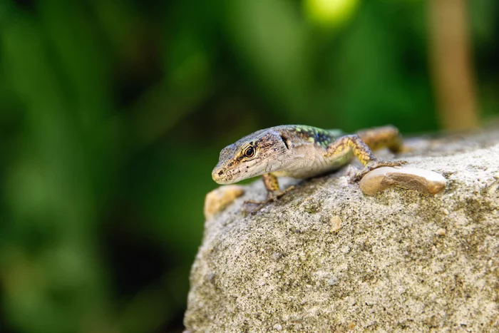 Lizard - My, The photo, Lizard, Animals, Nature