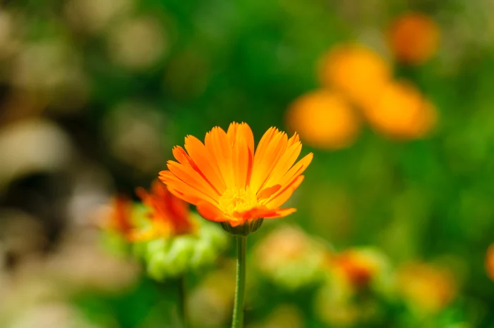 Light, color, mood. - My, Flowers, Color, Light, The photo, Nature, Plants, Macro photography