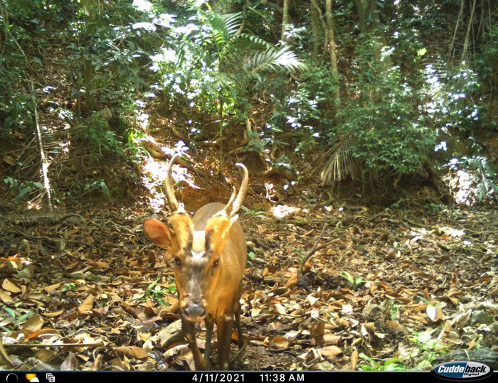 Giant muntjac photographed for the first time in Cambodia - Wild animals, Rare view, Muntjak, Deer, Phototrap, Cambodia, For the first time, Asia, , Southeast Asia, Suddenly, wildlife, The national geographic, Animals, Longpost