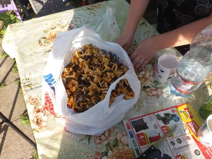 First mushroom harvest - My, Chanterelles, Mushrooms