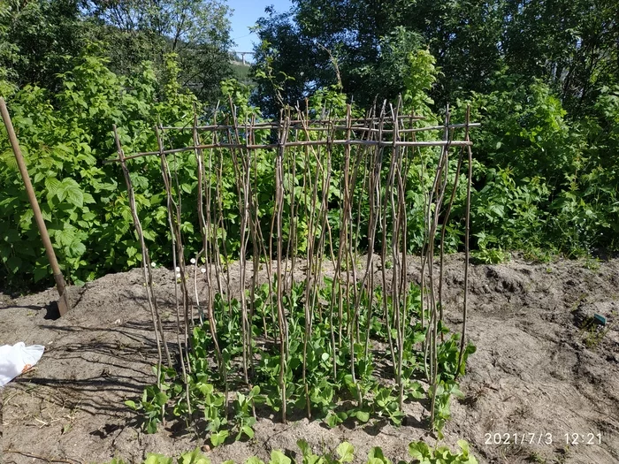 Life hack with peas - My, Garden, Peas, Life hack, Longpost