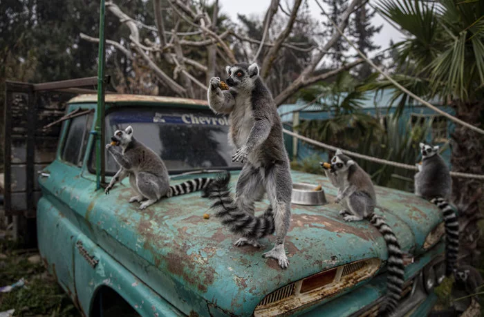 tailed gang - Lemur, Wild animals, Zoo, Santiago, Chile, Milota, Interesting