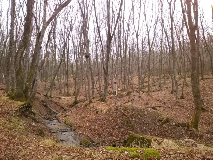 How do you miss the autumn season in this heat - My, Forest, The photo, Autumn, Winter, Photo on sneaker