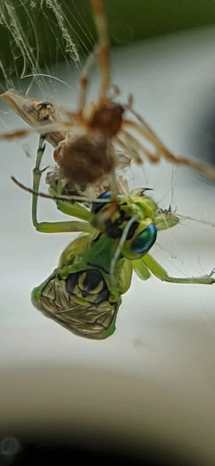 Please help me determine what kind of insect this is, I'm afraid of spiders, and here the thing is even more terrible, although more beautiful - My, League of biologists, Insects, Longpost