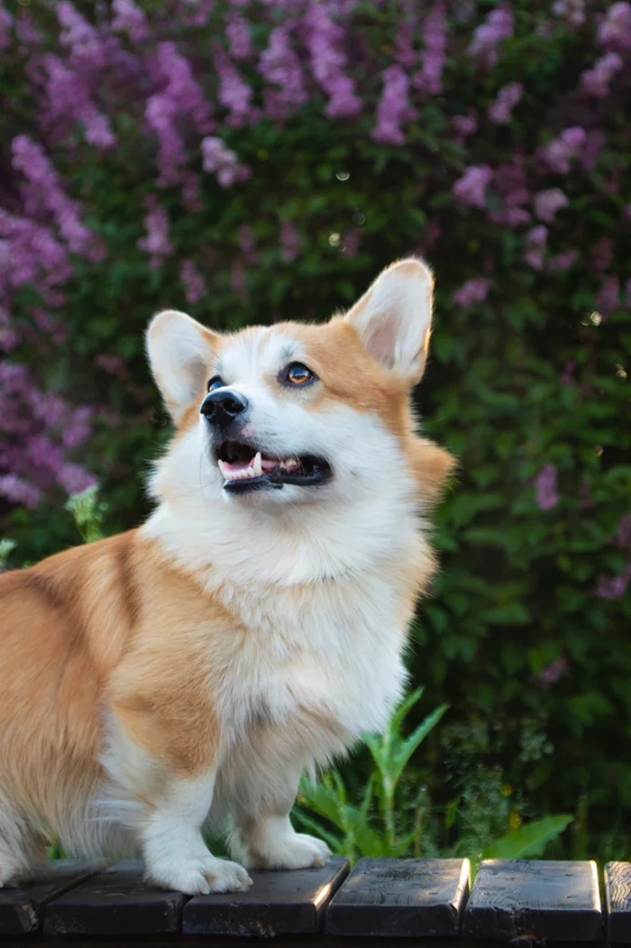 Murmansk summer - My, Corgi, Dog, Lilac, Summer