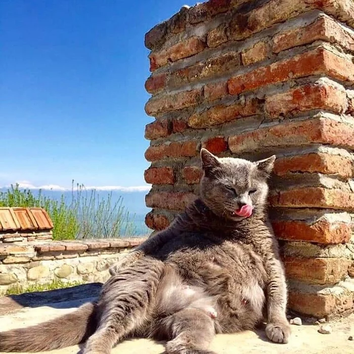 When he came on vacation to the Georgian grandmother - cat, Fat cats, Georgia, Positive