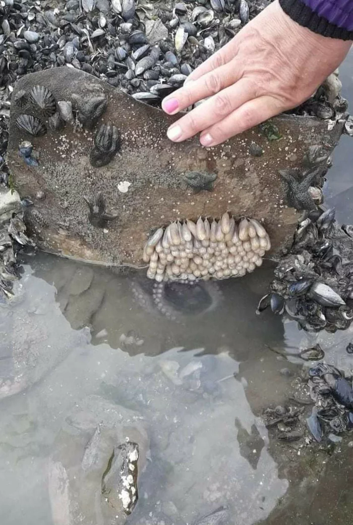 Octopus eggs - The photo, Octopus, Offspring, Interesting