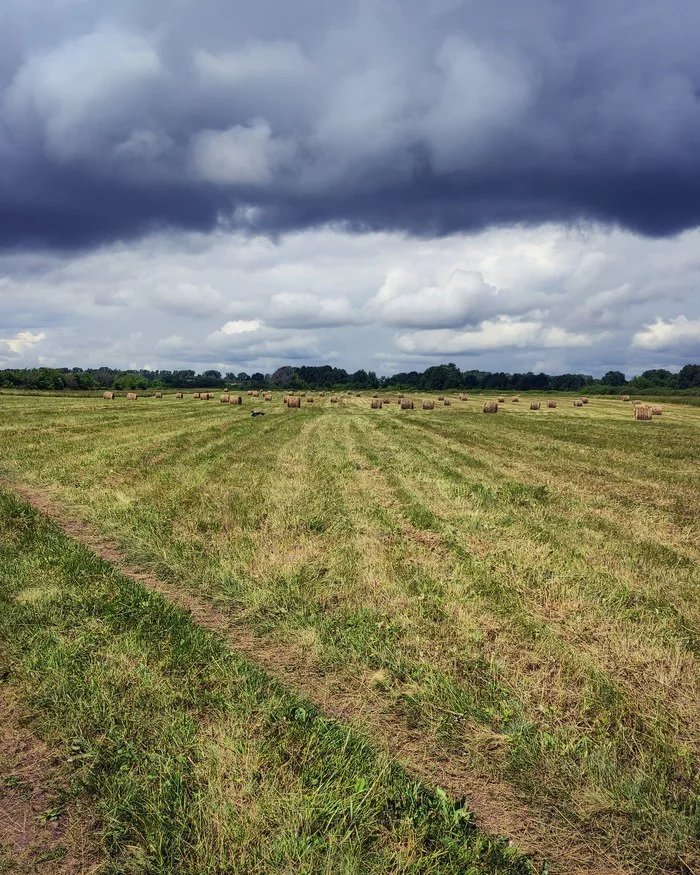 Guardians of the field - My, Field, Sky, Nature, The photo