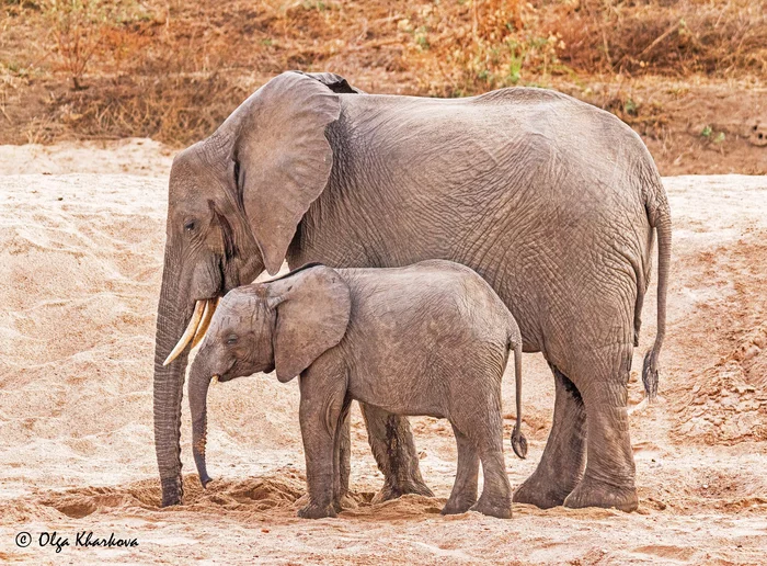 Mom's school - Elephants, Young, River, Channel, Dry, Water, Baby elephant, Milota, , Education, Wild animals, The national geographic, The photo, Africa, Tanzania, National park, Animals, Mammals