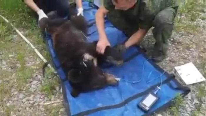 In Primorye, an exhausted bear cub went to the Russian frontier post - The Bears, Teddy bears, Primorsky Krai, , Wild animals, Depletion, Animal Rescue, Tiger Center, , Vet, Will live, Animals, Vesti ru, Video
