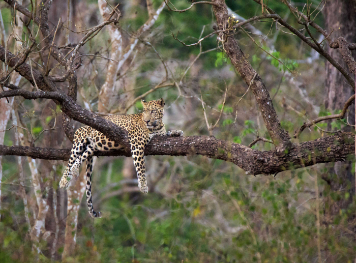 Photographer takes rare pictures of leopard in India - Leopard, Big cats, Cat family, Wild animals, Predator, Milota, India, National park, , Safari, Interesting, Longpost, Reserves and sanctuaries