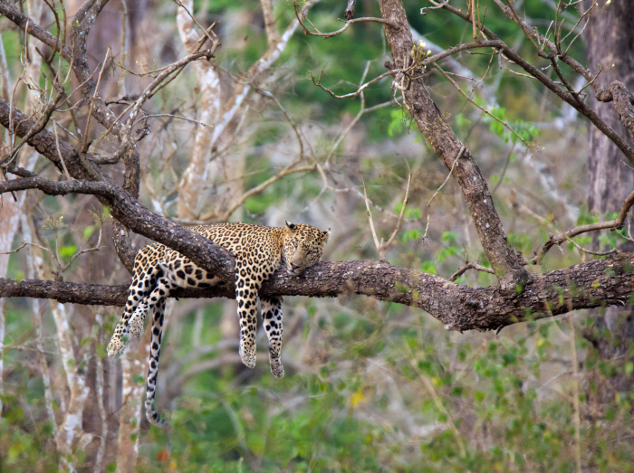 Photographer takes rare pictures of leopard in India - Leopard, Big cats, Cat family, Wild animals, Predator, Milota, India, National park, , Safari, Interesting, Longpost, Reserves and sanctuaries