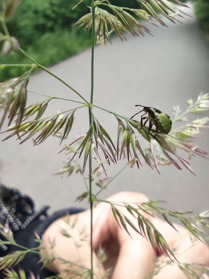 Я вчера поймал жука...