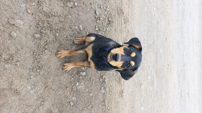 Found a dog. Looking for owners - My, Dog, Found a dog, Novosibirsk, In good hands, No rating