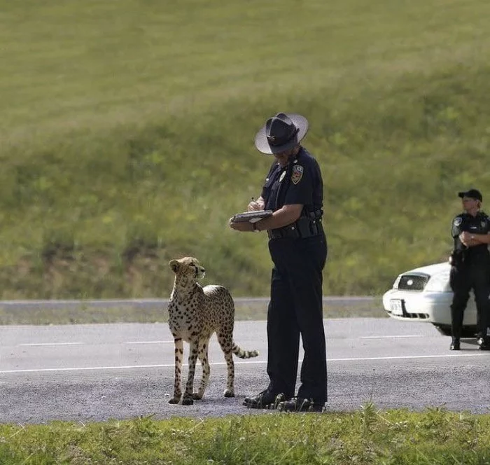 fined for speeding) - Cheetah, Small cats, Cat family, Wild animals, Intruder, Violation of traffic rules, Police, Fine, , Humor, Positive