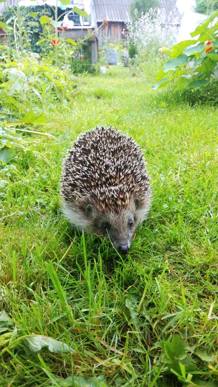 Uninvited guest) - My, Hedgehog, Dacha, Animals, The photo