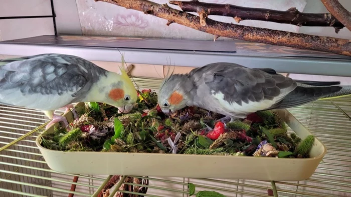 These are the goodies we ate over the weekend - My, A parrot, Sparrow, Corella Bonya and Yasha, Sparrow Tosha, Greenery, The diet, Summer, Longpost, Birds