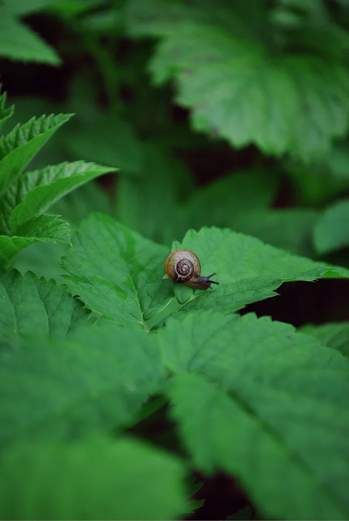 A peaceful inhabitant of the forest - the snail Tsepeya, of the gelecid family - My, Snail, wildlife, The nature of Russia, Milota, Beginning photographer, The photo, Gastropod molluscum, beauty of nature, , Walk in the woods, Forest, In the animal world