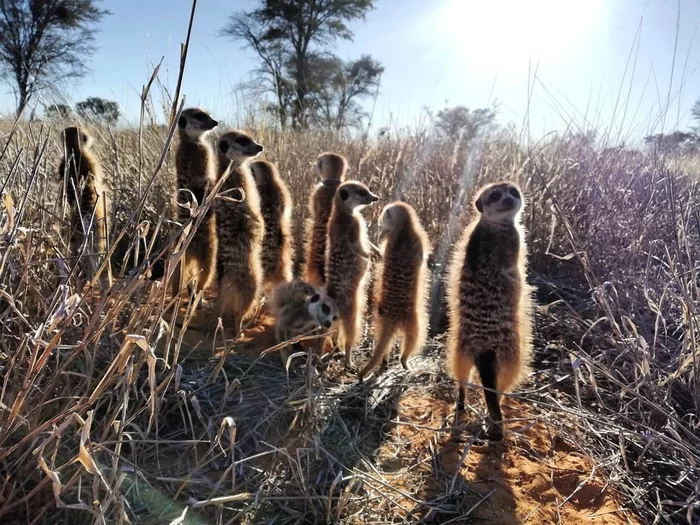 10 interesting facts about meerkats - Meerkat, Wild animals, Interesting, Video, Longpost