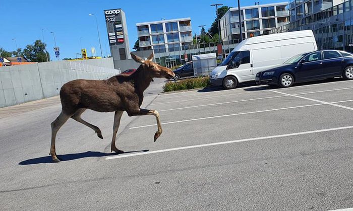 Wild animals in the city: Moose walking in the parking lot of Viimsi grocery store - Elk, Wild animals, Estonia, Baltics, Interesting, Longpost
