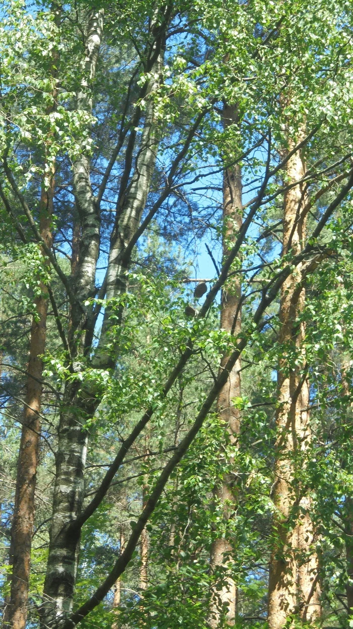 How could you throw so high in one go? - My, Sneakers, Drone, Tree, Forest, Reserves and sanctuaries, The park, Nature, Protection of Nature, Video, Longpost