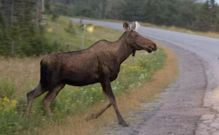On the M-9 Baltic in the Tver region, a car hit an elk - Elk, Wild animals, Road accident, Tver region, Road safety, Traumatism, Injury, Negative, , Auto, Road, Animals, Incident