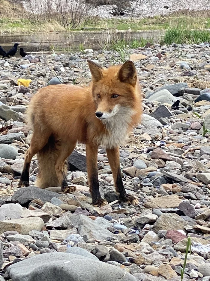 Redhead beauty - Fox, Wild animals, Kamchatka, beauty of nature, The national geographic, The photo