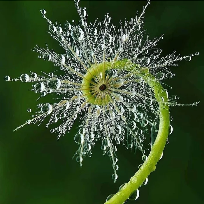 Macro photography - Macro photography, Beautiful, Nature, Dew, Longpost