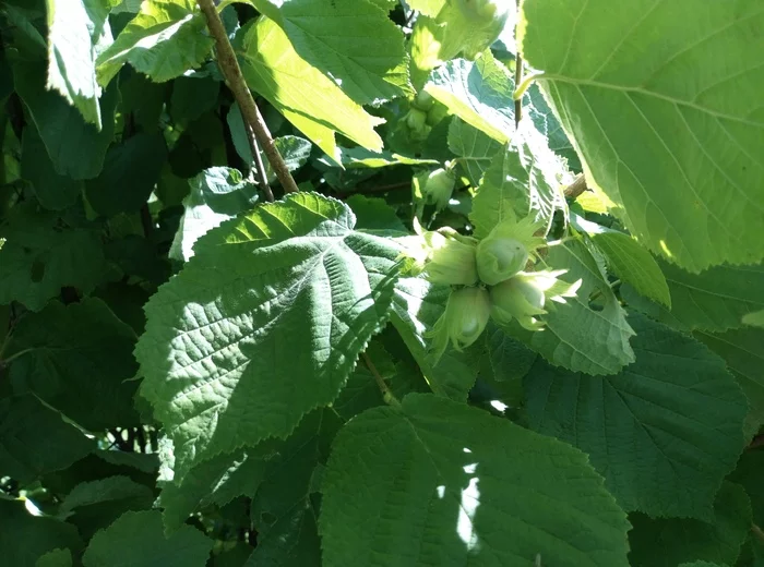 Nuts, hazel next to the house - My, Nuts, Filbert