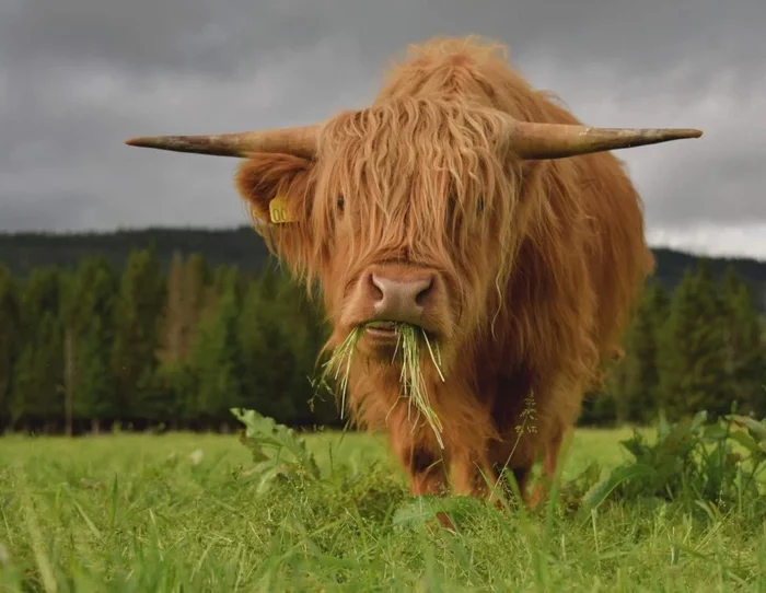 Highland: Cows that even survive Russian winters. How harsh conditions turned a cow into a chubak - Cow, Pets, Scotland, Animal book, Yandex Zen, Longpost