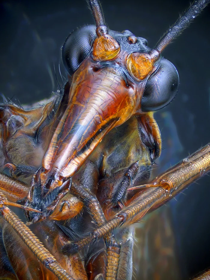 Plague Doctor - My, Macro photography, Муха, Insects, 