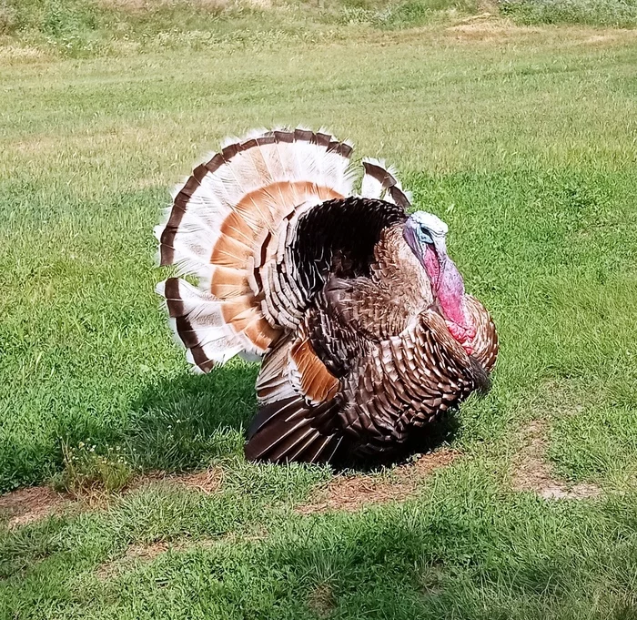 Show off - My, The photo, Turkey, Show off, Nature, Birds