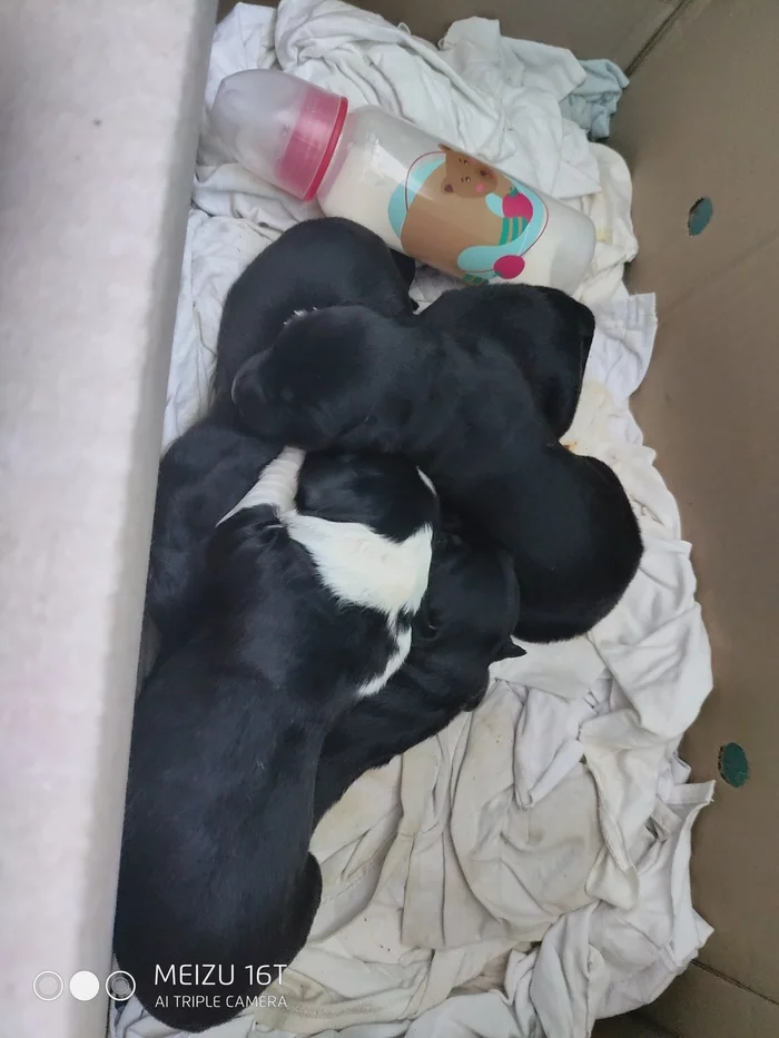 Puppies looking for a home - Dog, Puppies, Help, Animal shelter, In good hands, No rating, Nizhny Novgorod