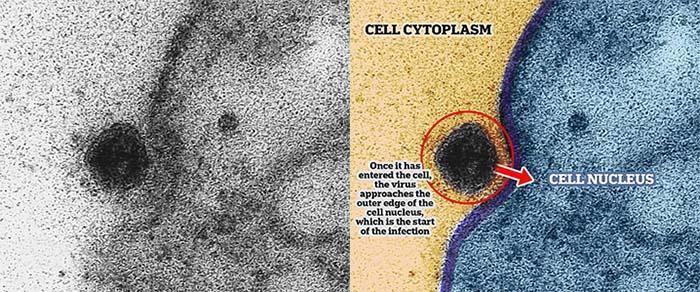 Scientists have shown the moment of infection with coronavirus under a microscope - Interesting, The medicine, Microfilming, Coronavirus