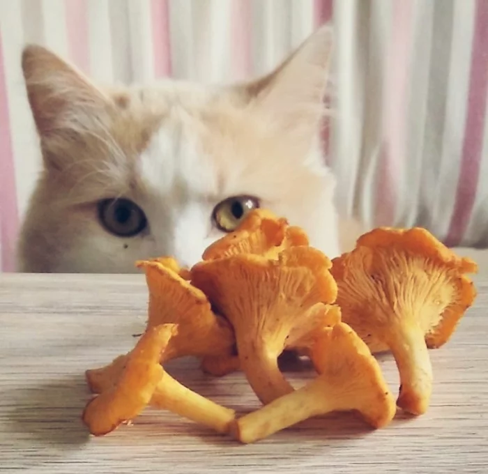 What to feed a cat? - My, cat, Marketing, Homeopathy, Advertising, Vet, Cat's food, Veterinary, Cat lovers, , Chanterelles, Mushrooms, Eyes, Sight