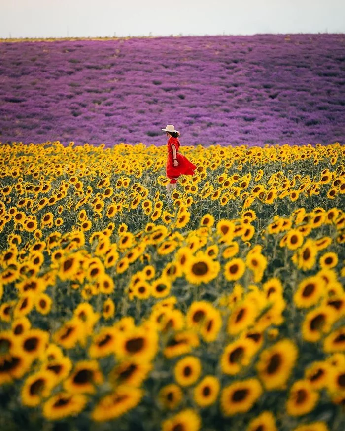 Valensole, Provence, France / Valensole, Provence, France - Lavender, Provence, France, Sunflower, Landscape, The photo, Longpost